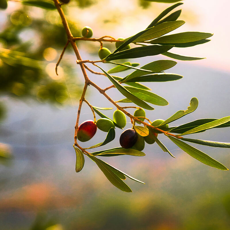 Image of an olive branch