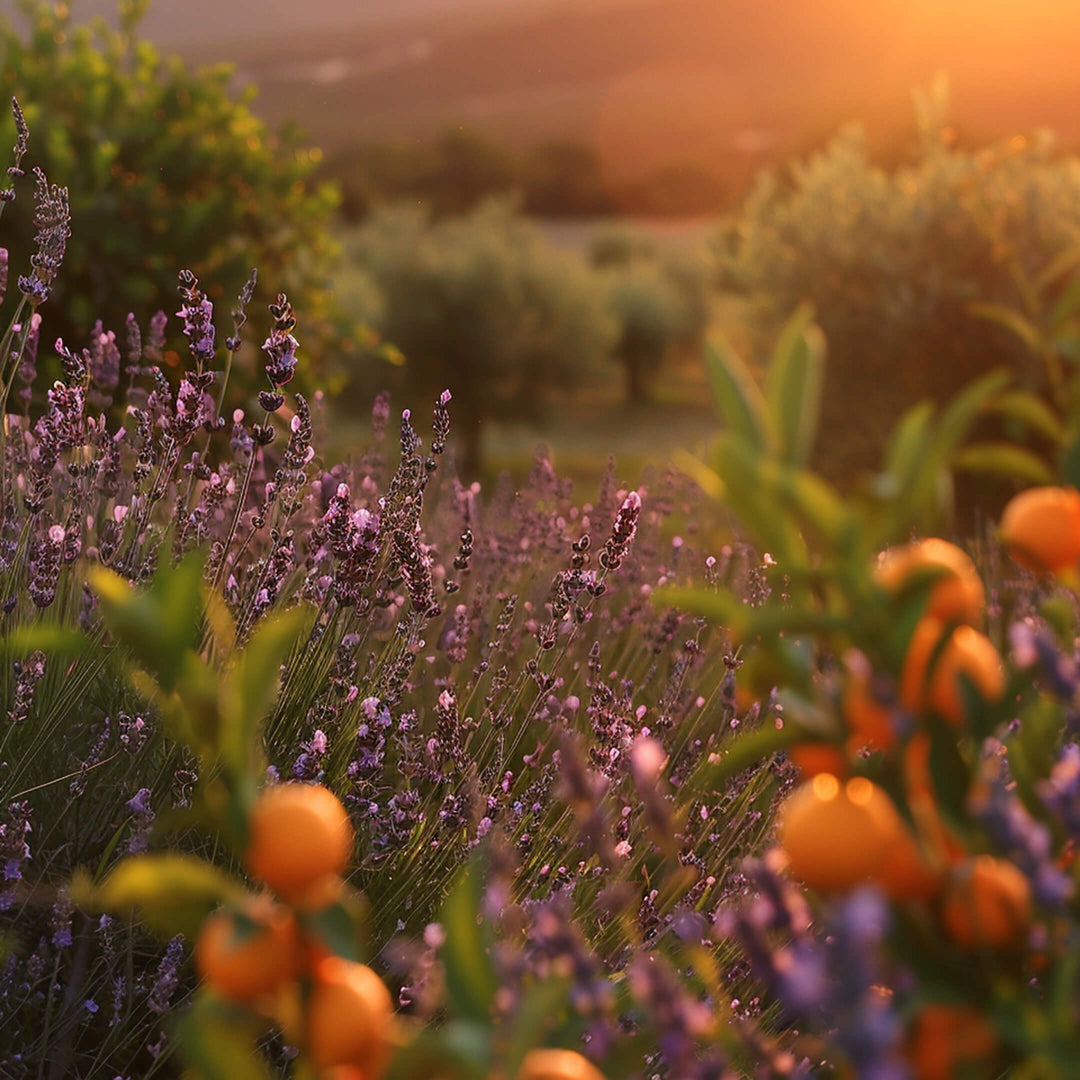 The Chemistry of Calm: Why Neroli and Lavender Reduce Cortisol