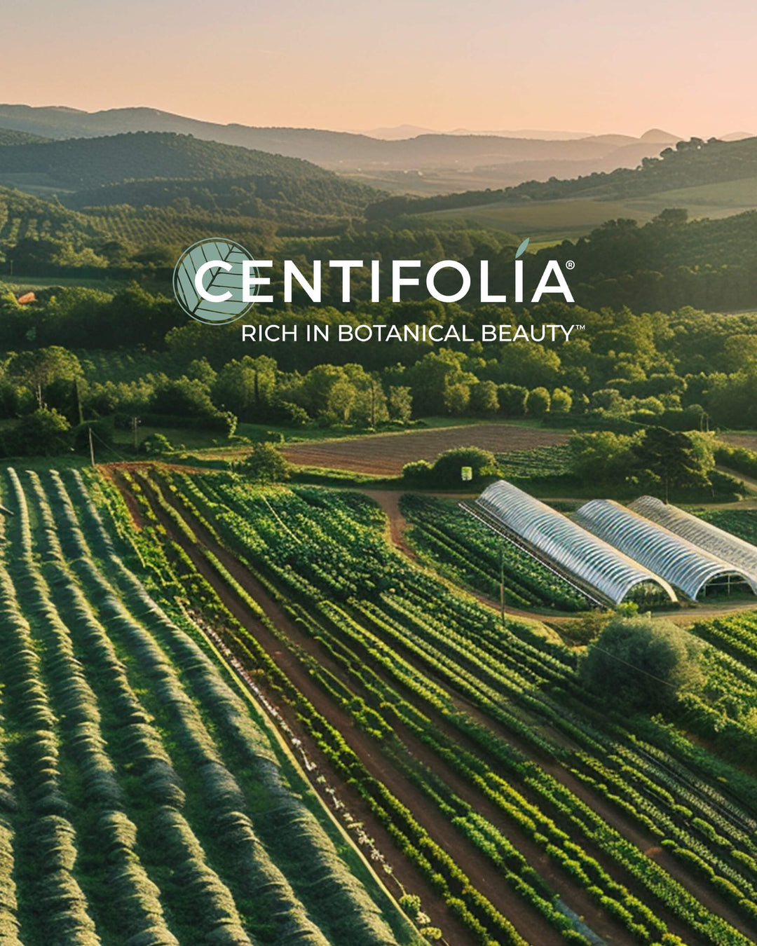 Agricultural landscape with Centifolia branding, featuring green fields and hills.