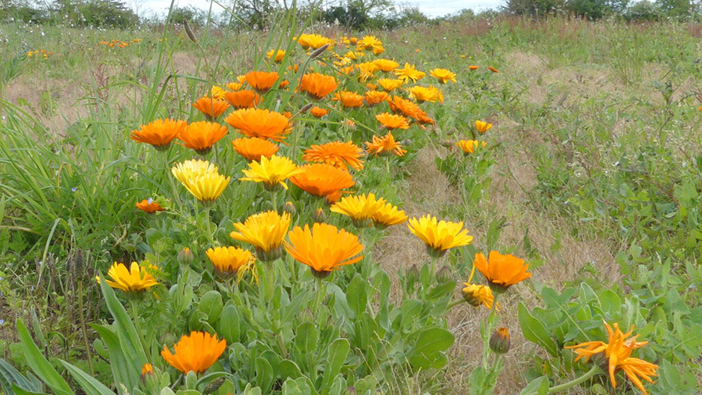 Calendula flowers blooming in Centifolia's organic field in Western France