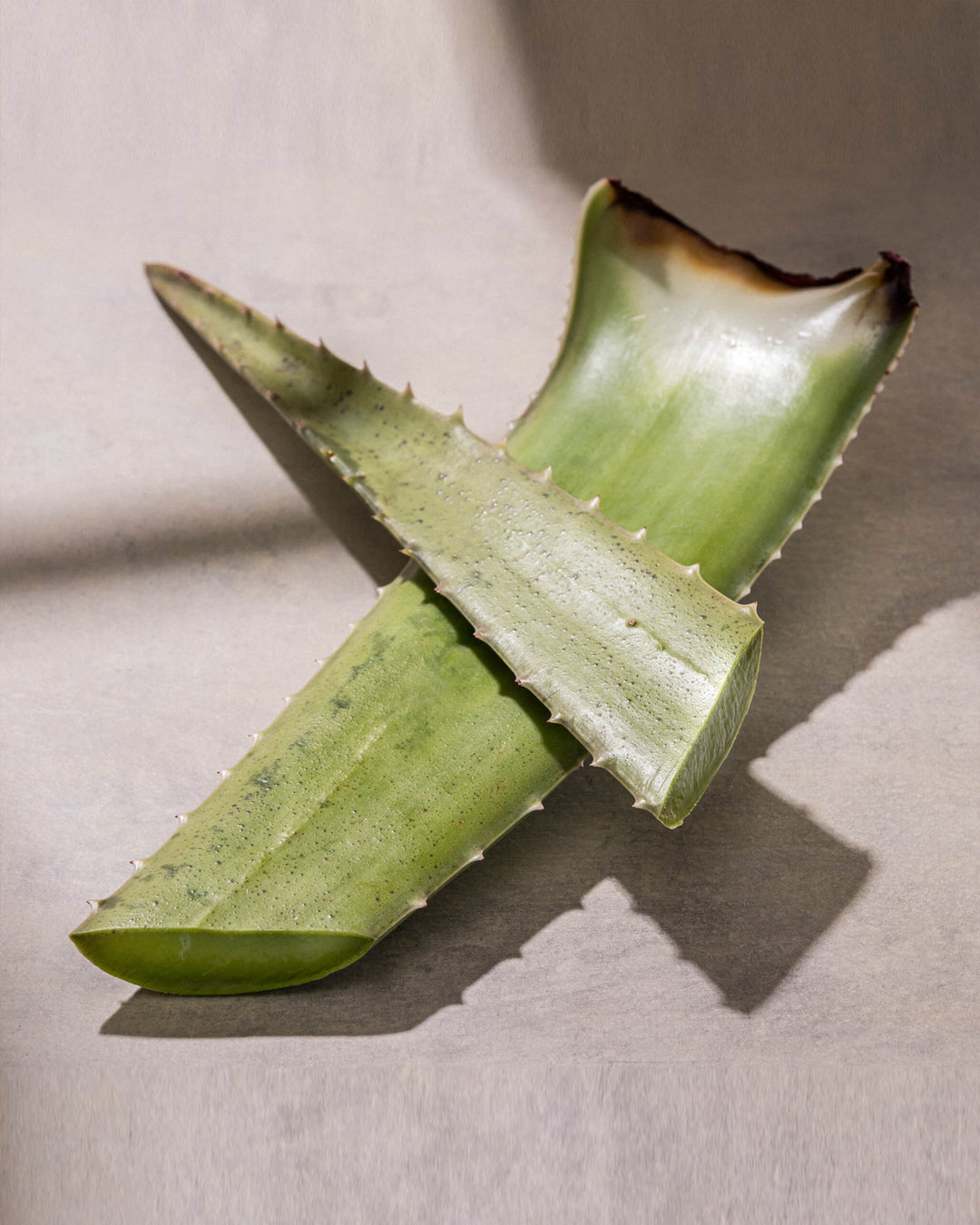 Sliced aloe vera leaf on a light background