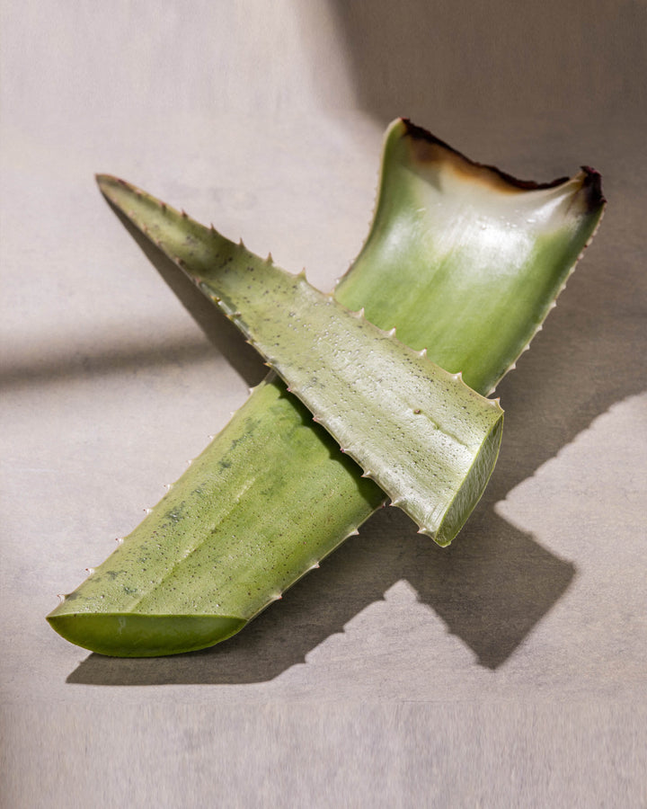 Sliced aloe vera leaf on a light background