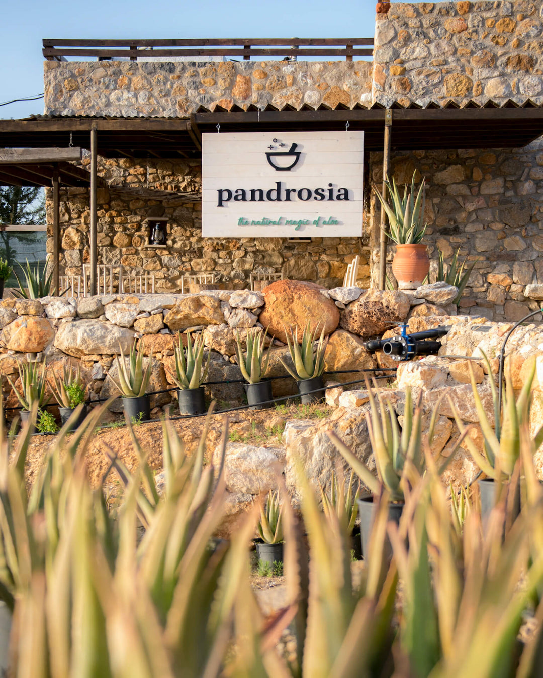 Stone building with 'Pandrosia' sign and Aloe Vera in front