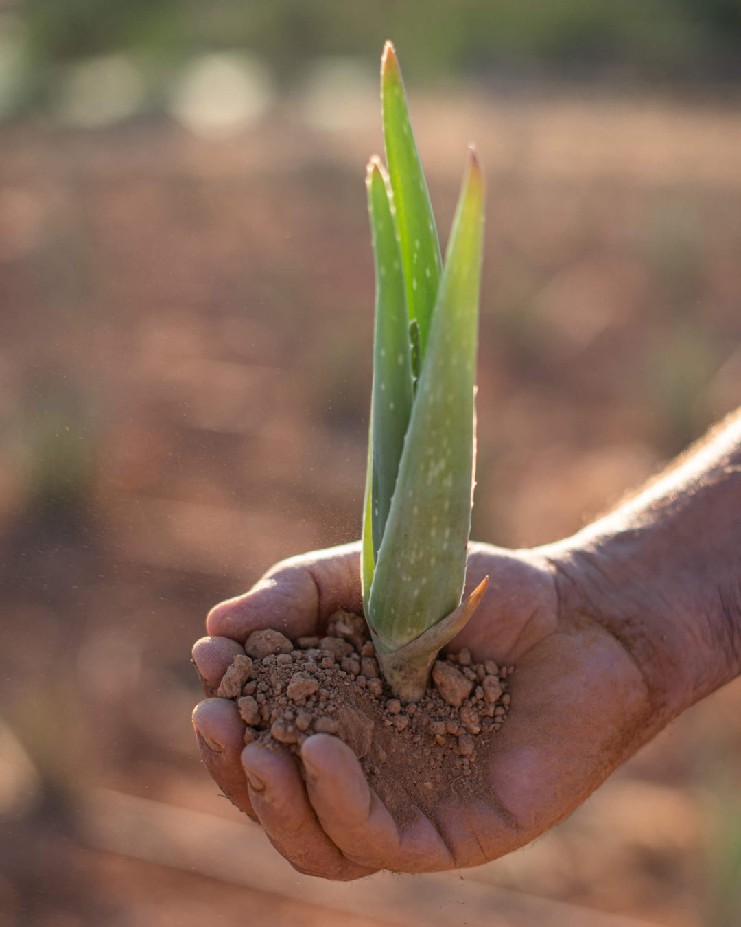 Hand holding a young plant with soil, blurred natural background