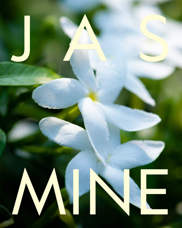White jasmine flowers with the word &