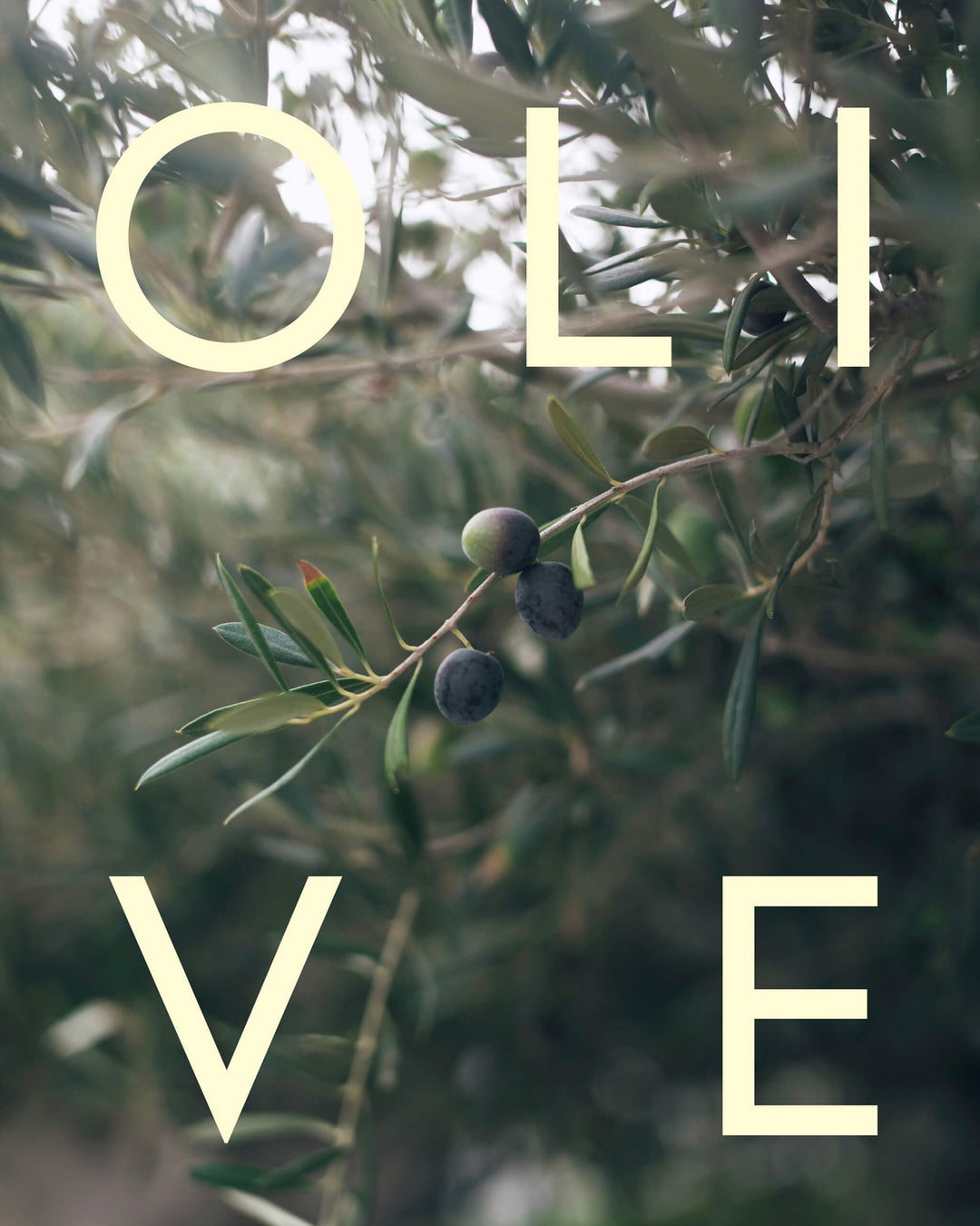 Olive branch with olives and the word &