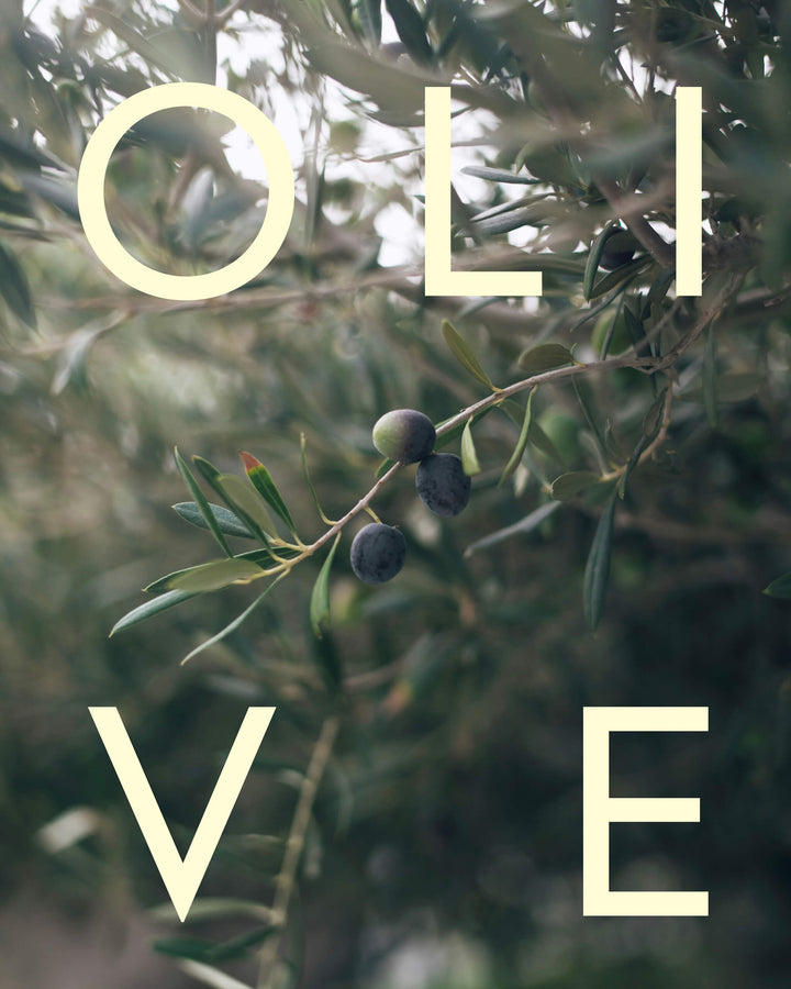 Olive branch with olives and the word &