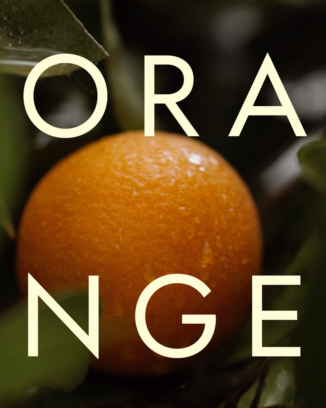 Close-up of an orange with leaves and the word &