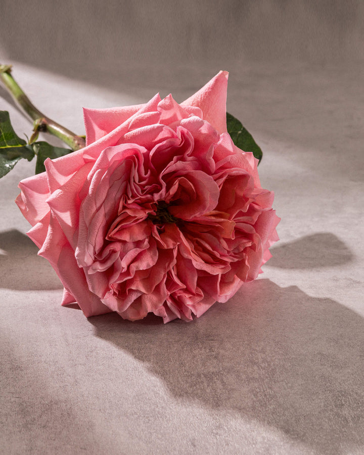 Pink rose on a textured surface
